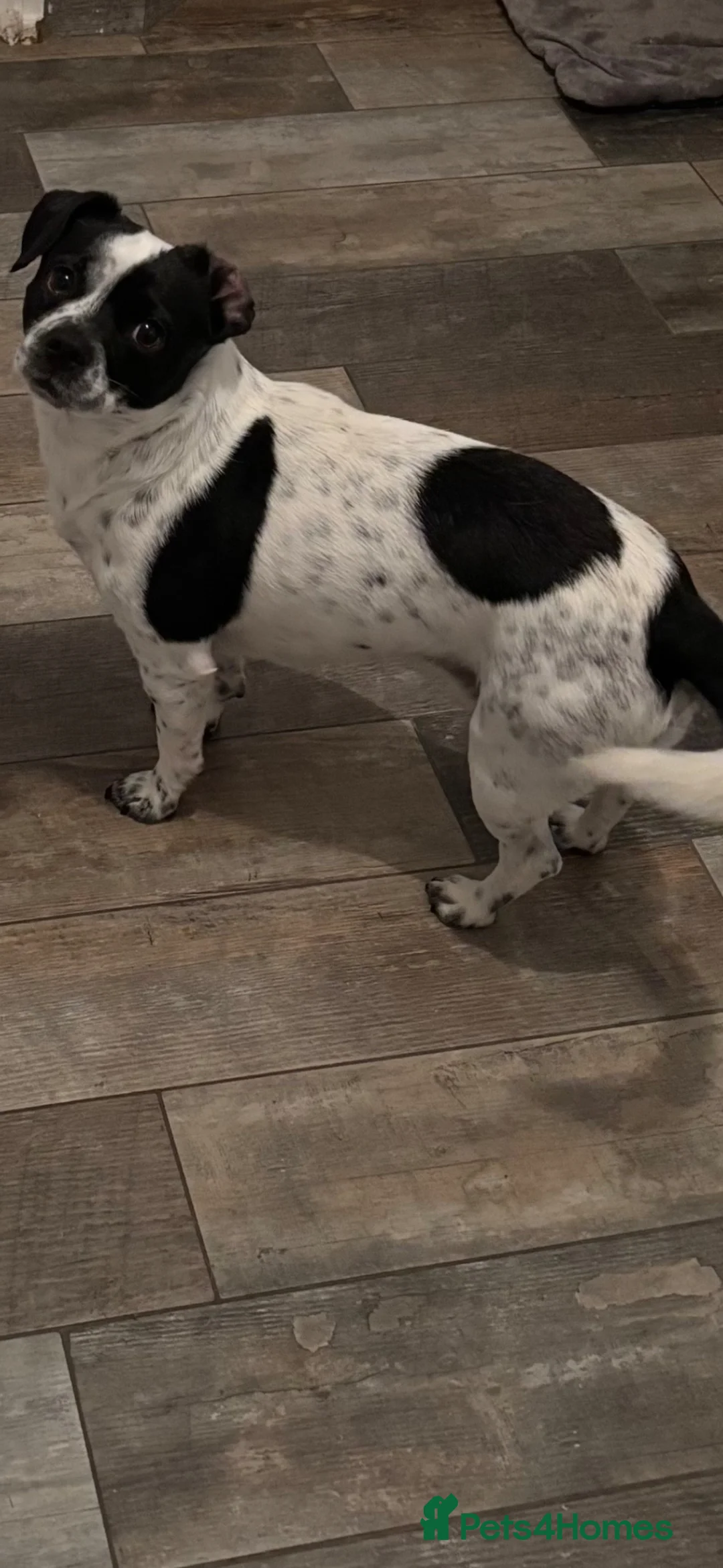 Jug dogs for sale: Milo, needs a new loving home. - Advert 2