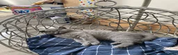 British Shorthair cats for sale: British short hair  - Advert 4