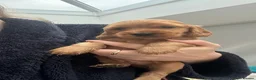 Cocker Spaniel dogs for sale: Beautiful pedigree English show cocker puppies 🐾 in Knutsford - Advert 34