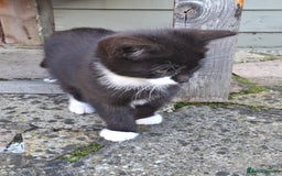 Mixed Breed cats for sale: Black and white kittens  - Image 6