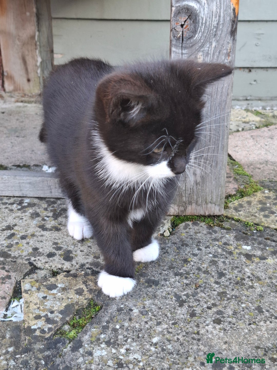 Mixed Breed cats for sale: Black and white kittens  - Image 6