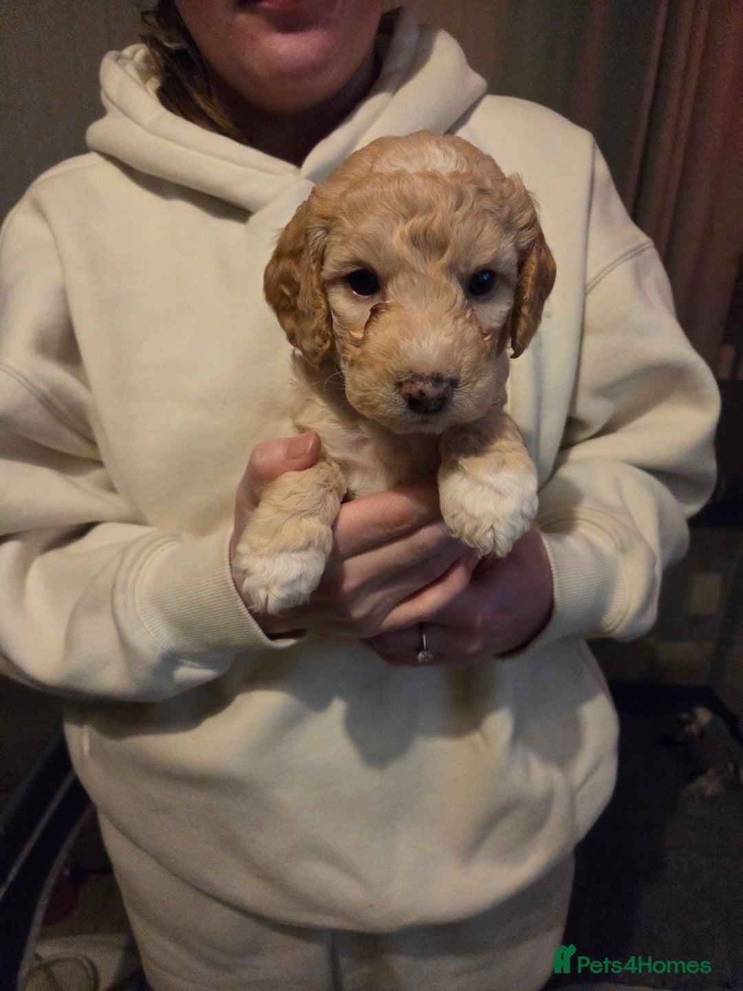 Cockapoo dogs for sale: Cockapoo Puppies - Advert 3