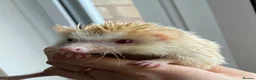 Pygmy Hedgehog rodents for sale: Male African Pygmy Hedgehog  - Advert 2