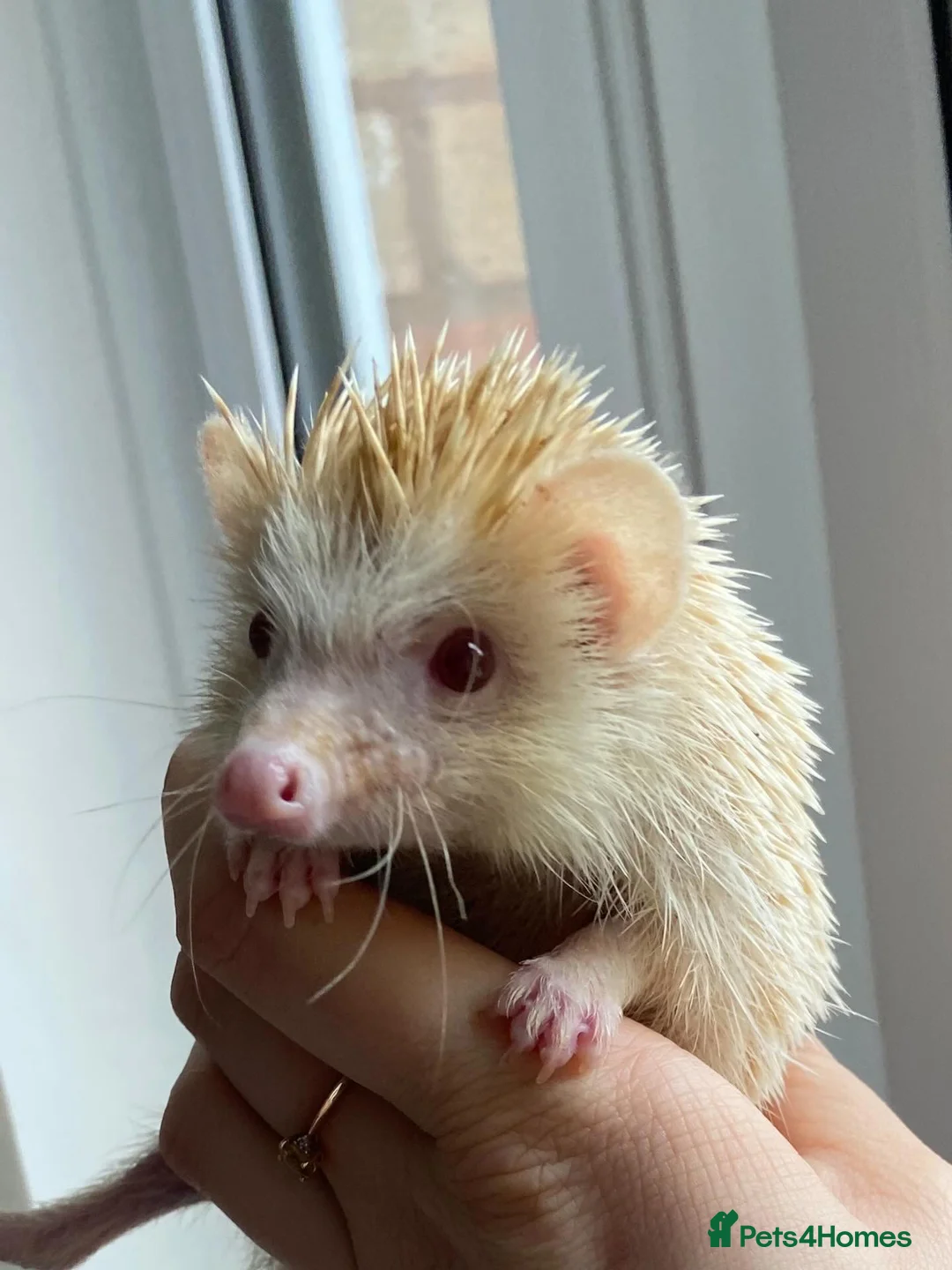 Pygmy Hedgehog rodents for sale: Male African Pygmy Hedgehog  - Advert 2