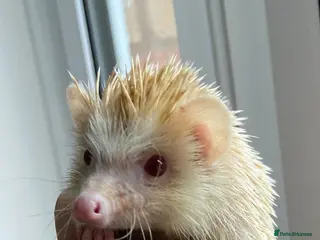 Pygmy Hedgehog rodents Male African Pygmy Hedgehog - Advert 18