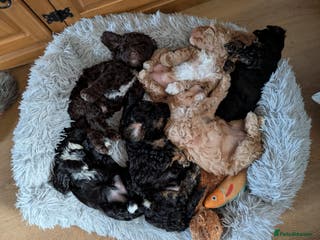 Mixed Breed dogs Stunning litter of F1B Ttoodle puppies - Advert 4