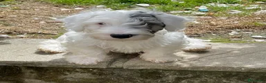  Puppy 6