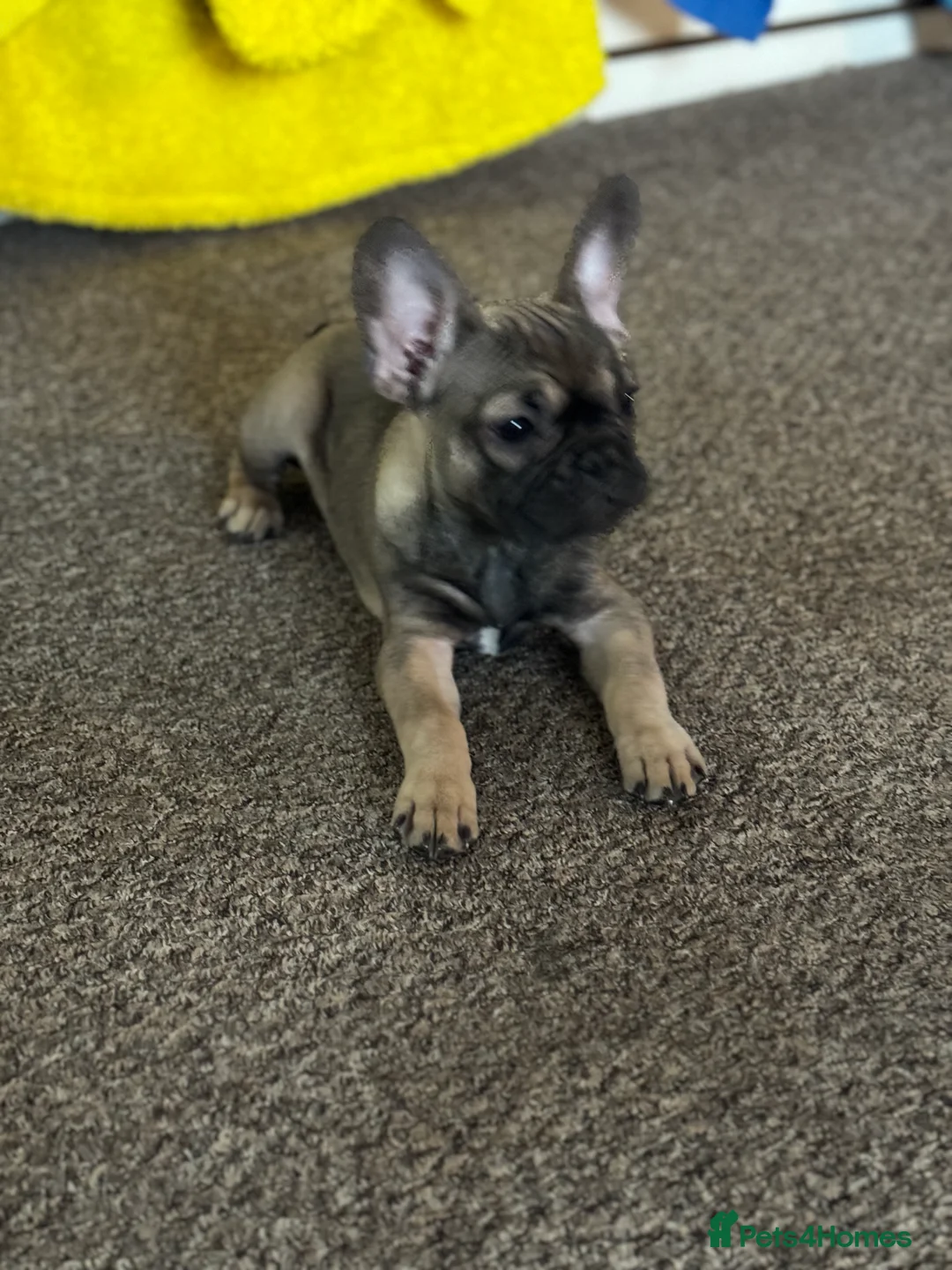 French Bulldog dogs for sale: 2 year old female  - Advert 5