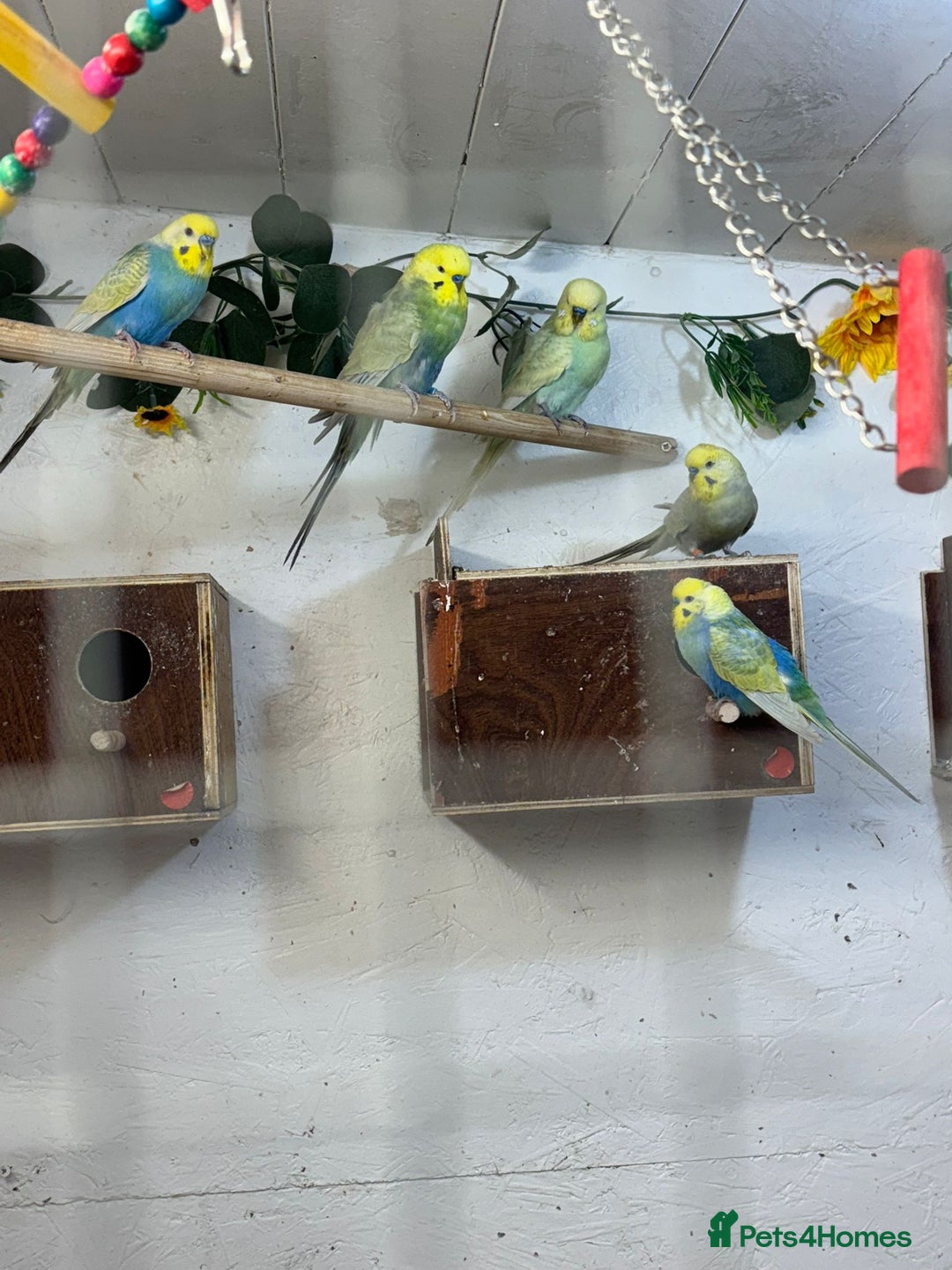 Budgerigars birds for sale: ***Closing down aviary*** - Advert 6