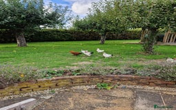 Chickens poultry for sale: Pekin bantams for sale  - Image 14