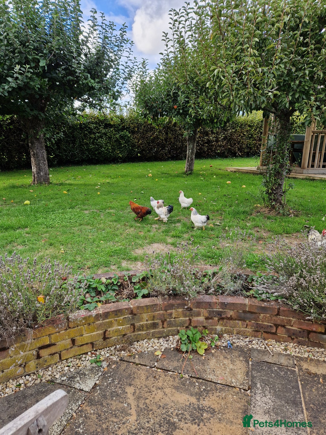 Chickens poultry for sale: Pekin bantams for sale  - Image 14