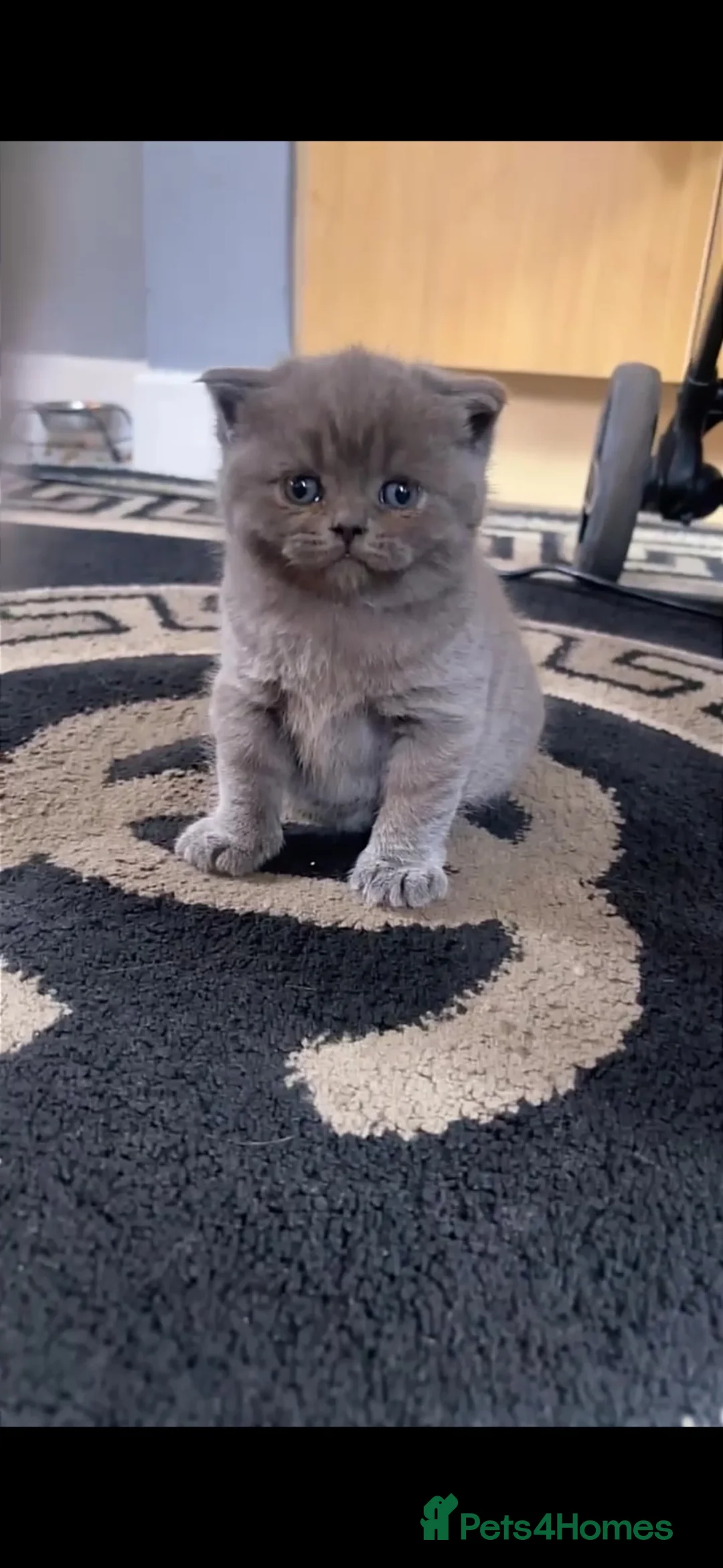 British Shorthair cats for sale: Chunky British blue kitten  - Advert 2