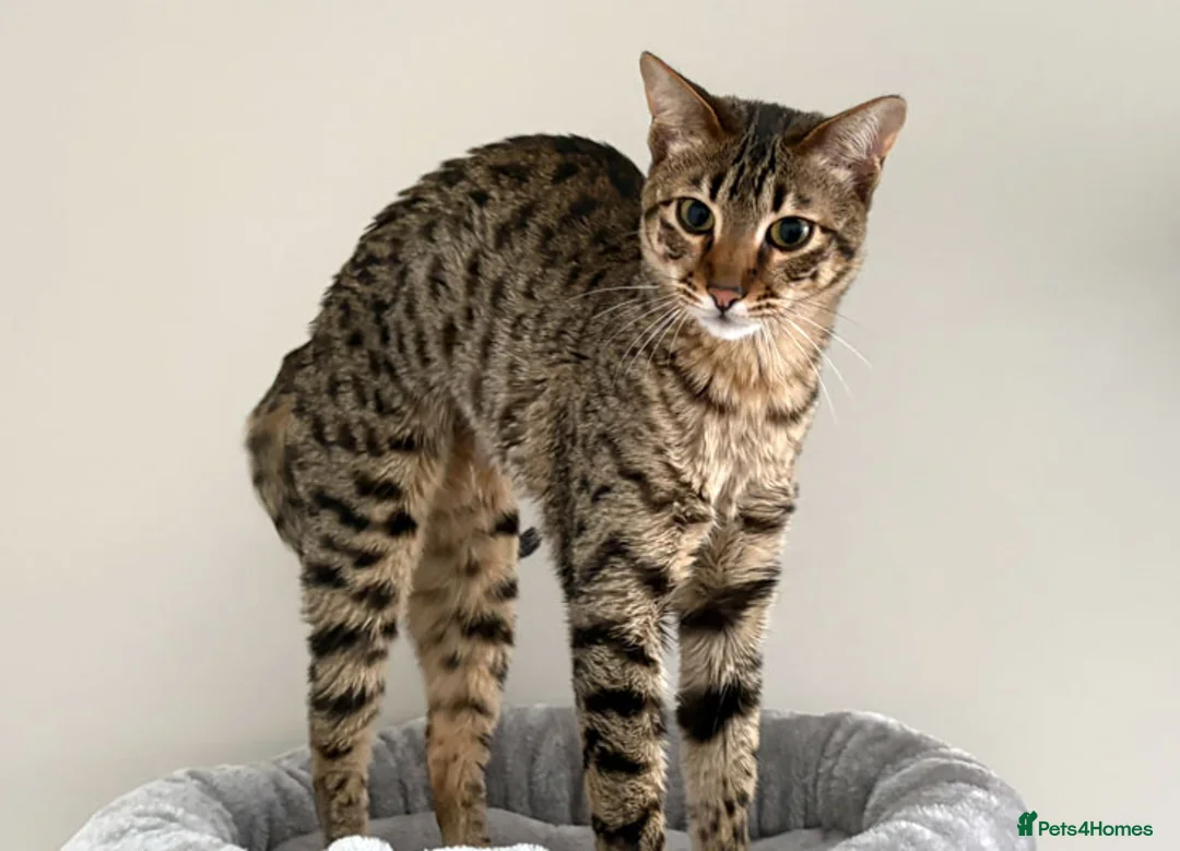 Savannah cats for sale: F5 SBT Savannah sisters Squealer, Shyler and Lily - Advert 12
