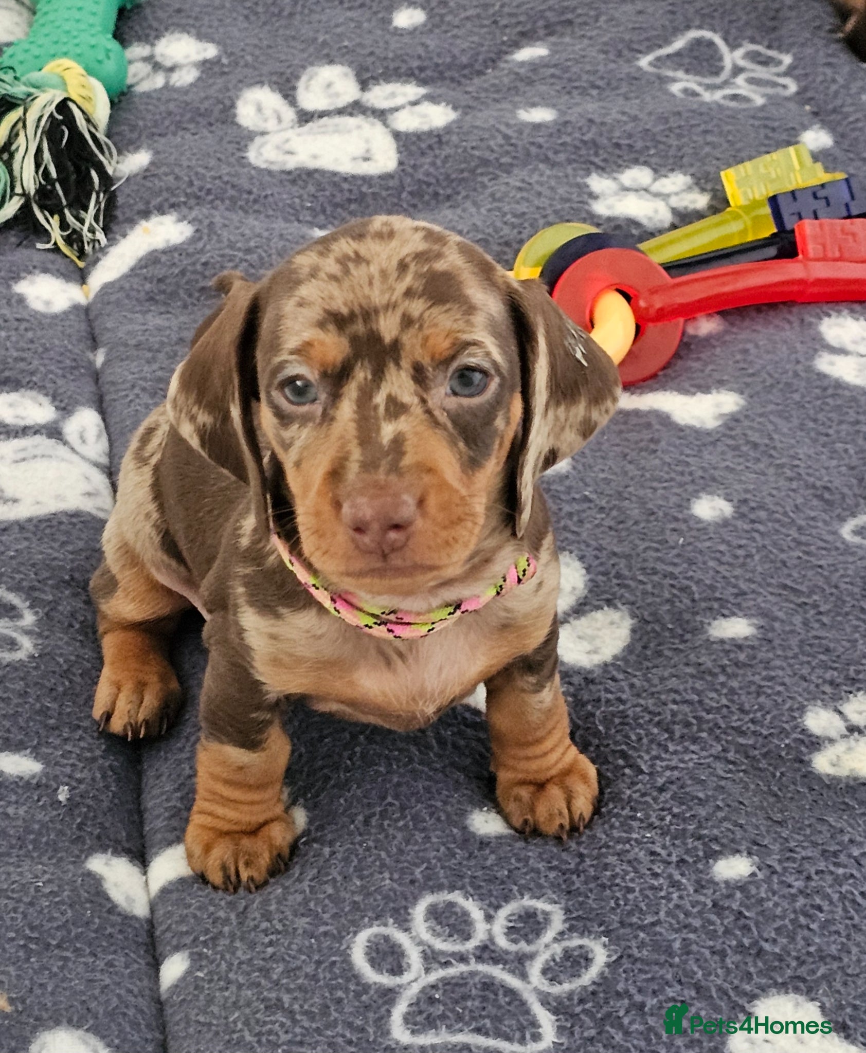 Dachshund dogs Stunning puppies, kc registered parents  - Advert 1