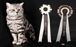 British Shorthair cats for sale: GCCF Rare Show Quality BSH Silver Tabby Kittens - Image 31