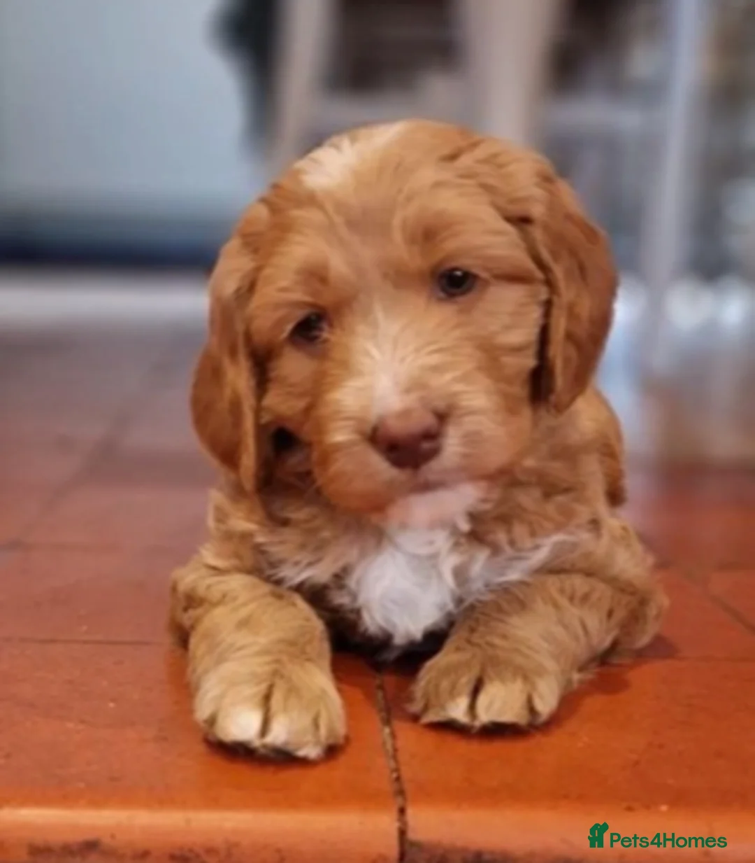 Labradoodle dogs for stud: Multigen/F3b Labradoodle Stud in Calne - Advert 9