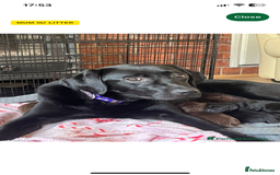 Labrador Retriever dogs for sale: Adorable Labrador puppies - Image 2