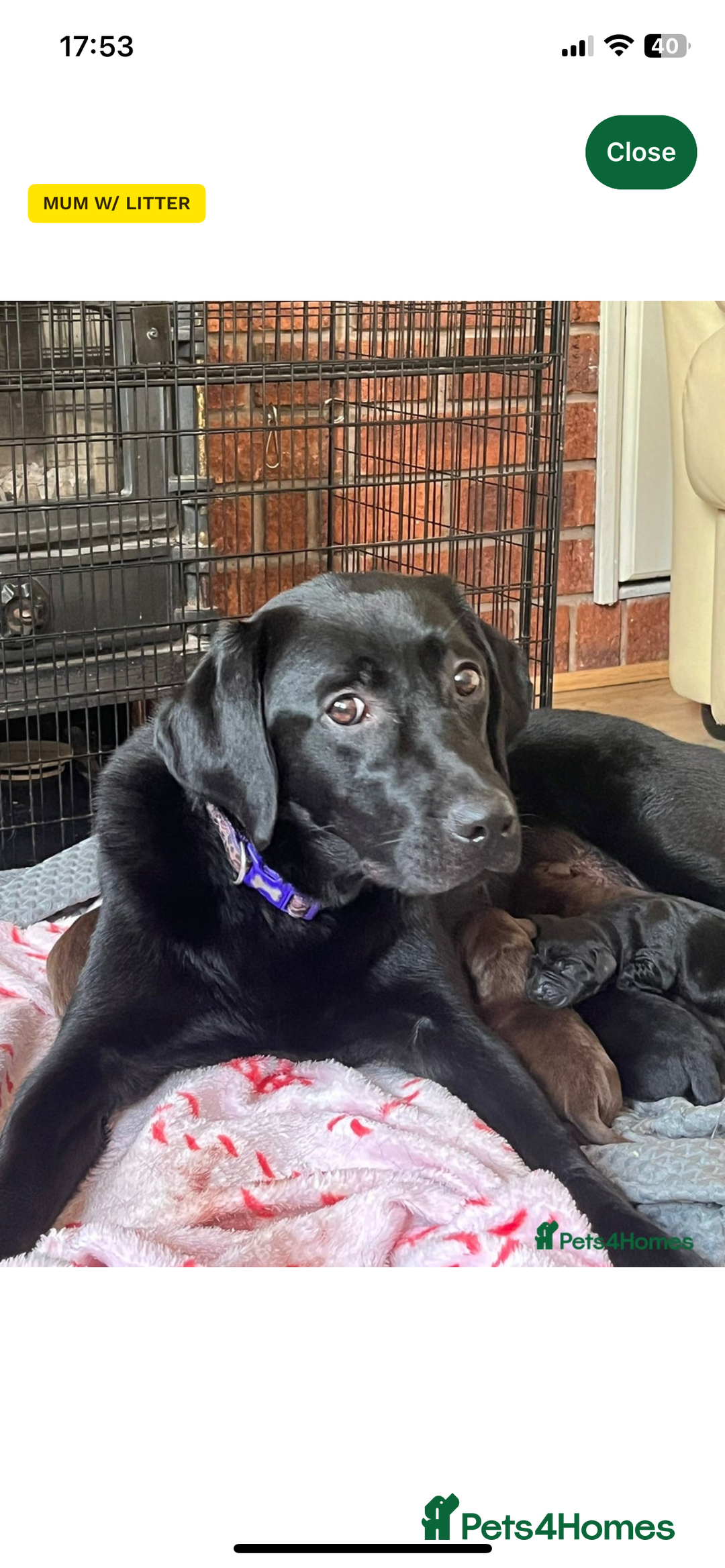 Labrador Retriever dogs for sale: Adorable Labrador puppies - Image 2