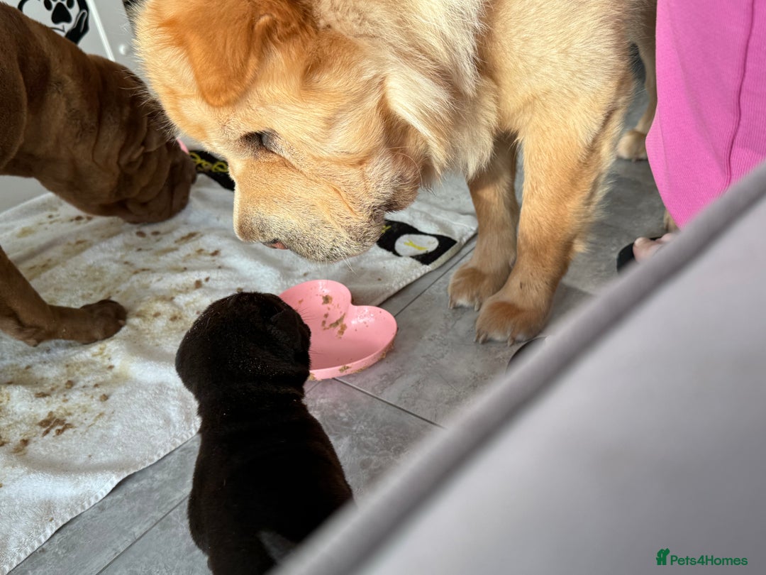 Shar Pei dogs for sale: Bear Coat Shar Pei’s - Advert 5