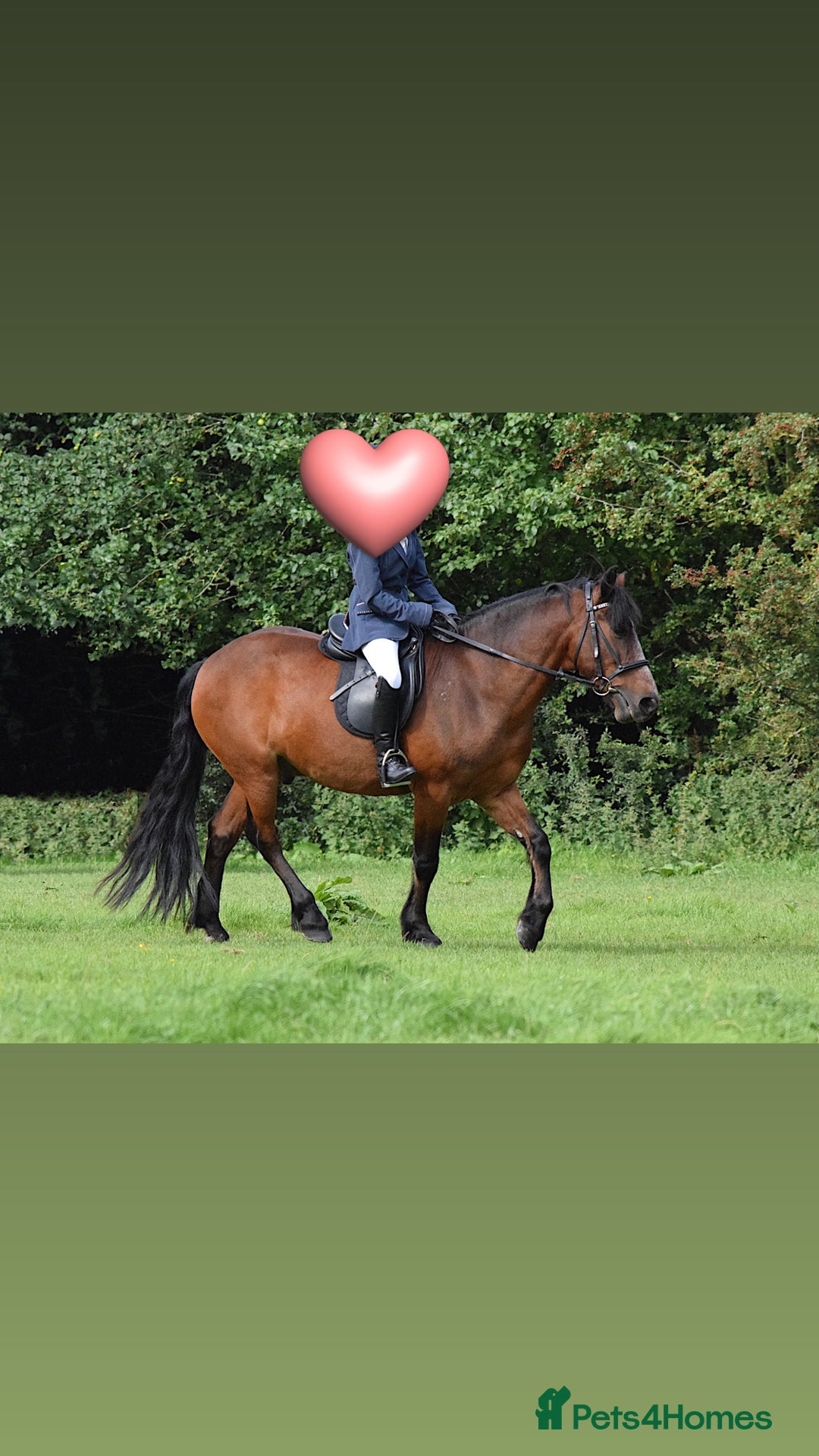 New Forest horses for sale: Dash - looking for a loving home. - Advert 3