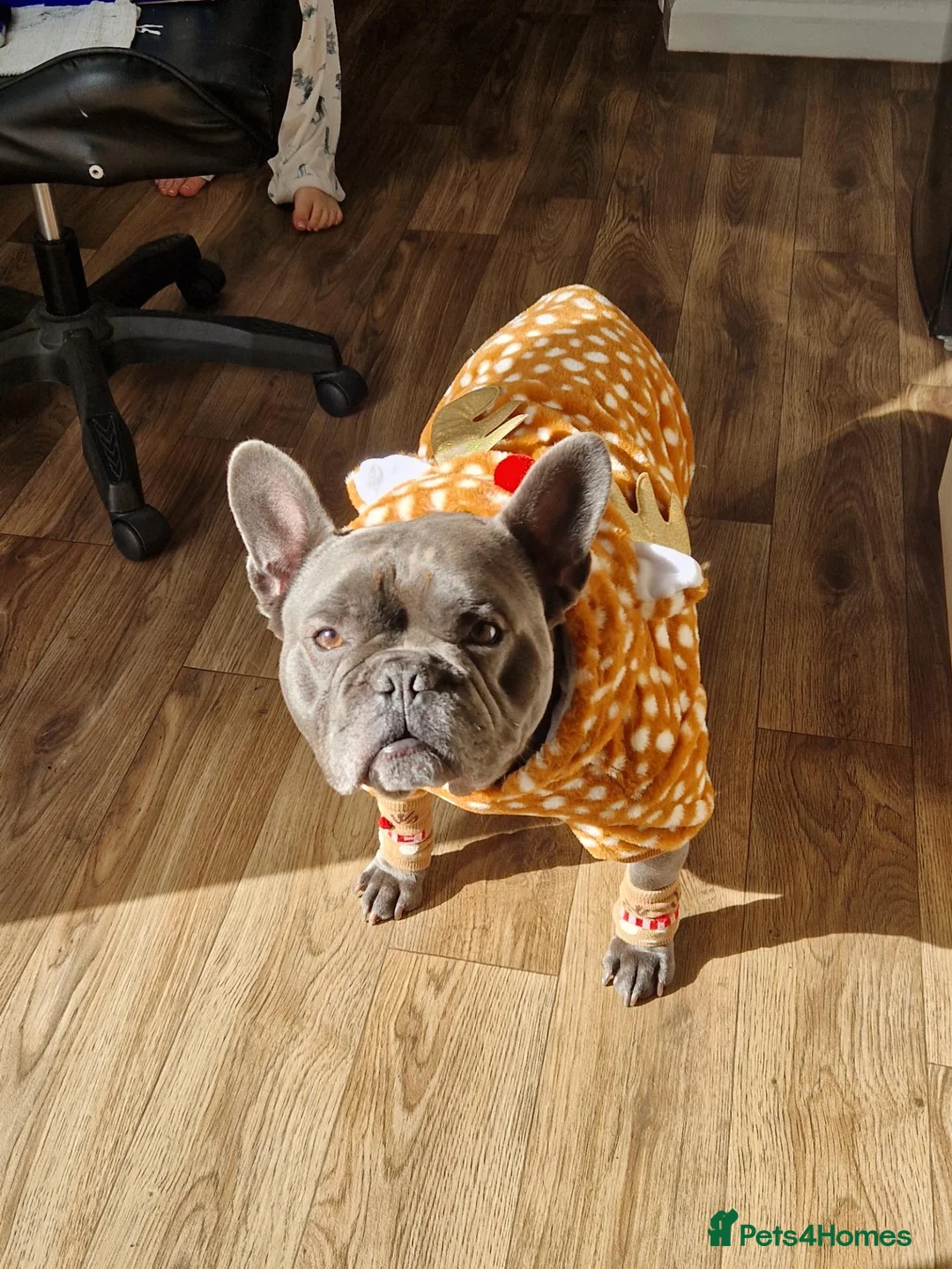 French Bulldog dogs for sale: Blue brindle 4yo male frenchie - Advert 2
