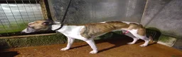Mixed Breed dogs for sale: Bull whippet pups in Caerphilly - Advert 3