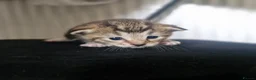 Mixed Breed cats for sale: 3 kittens - Advert 5