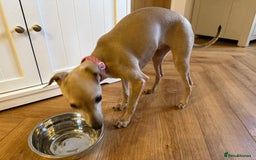 Italian Greyhound dogs for sale: Italian greyhound girl - Image 7