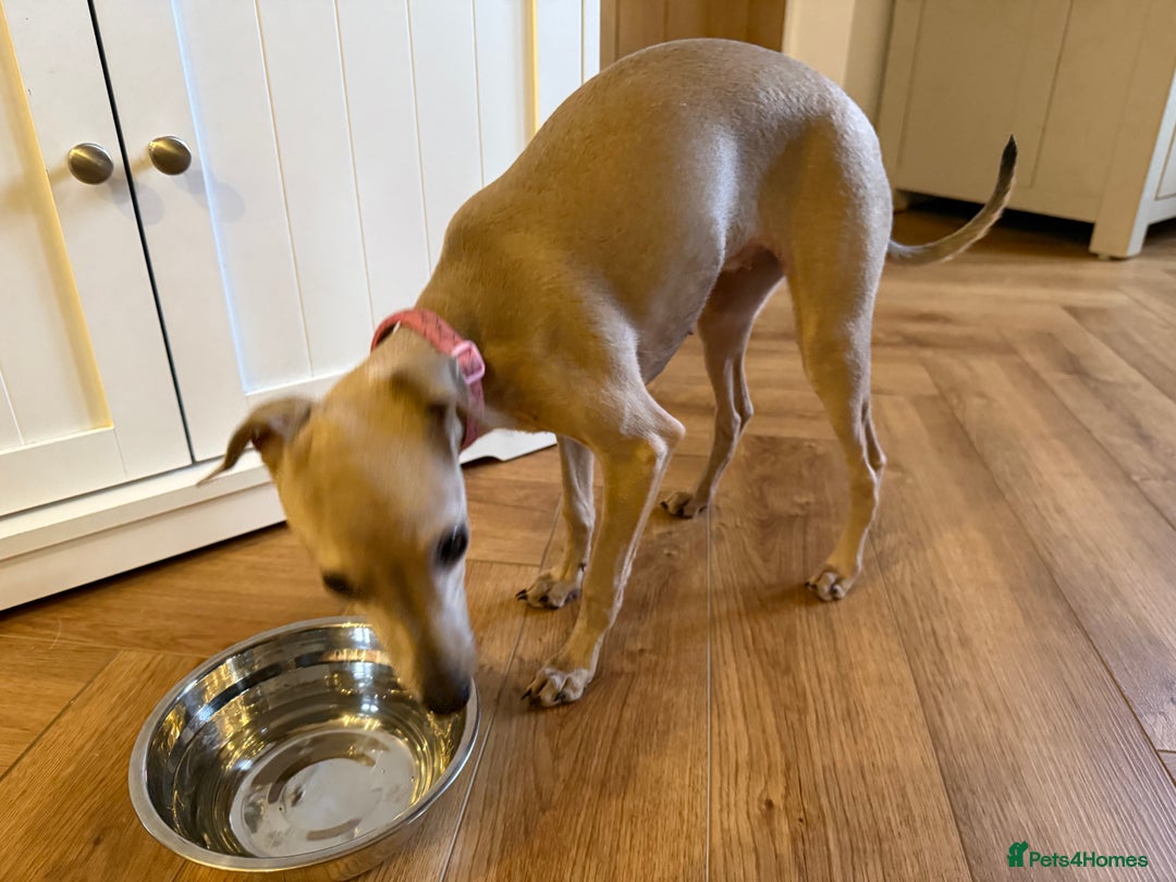 Italian Greyhound dogs for sale: Italian greyhound girl - Image 7