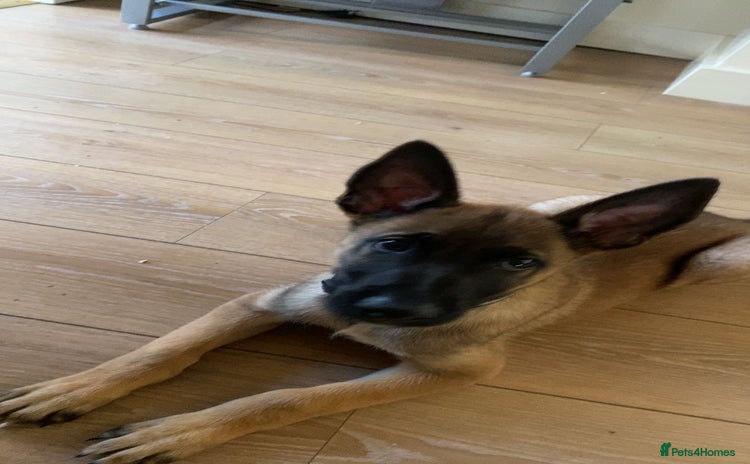 Belgian Shepherd Dog dogs - Advert 2