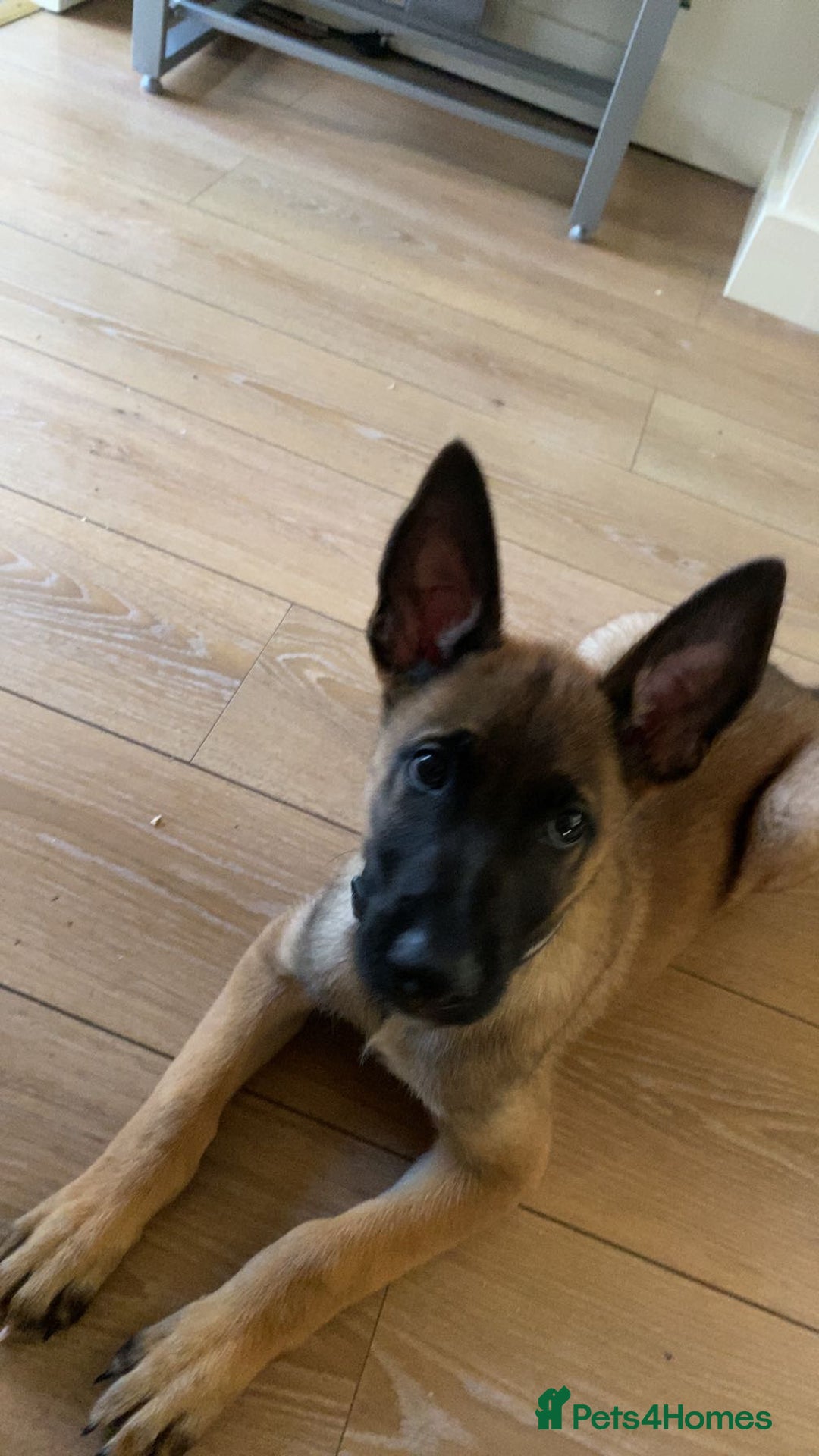 Belgian Shepherd Dog dogs for sale: Belgian malonis - Image 1