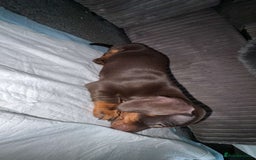Dachshund dogs for sale: Dachshund for sale  - Image 1