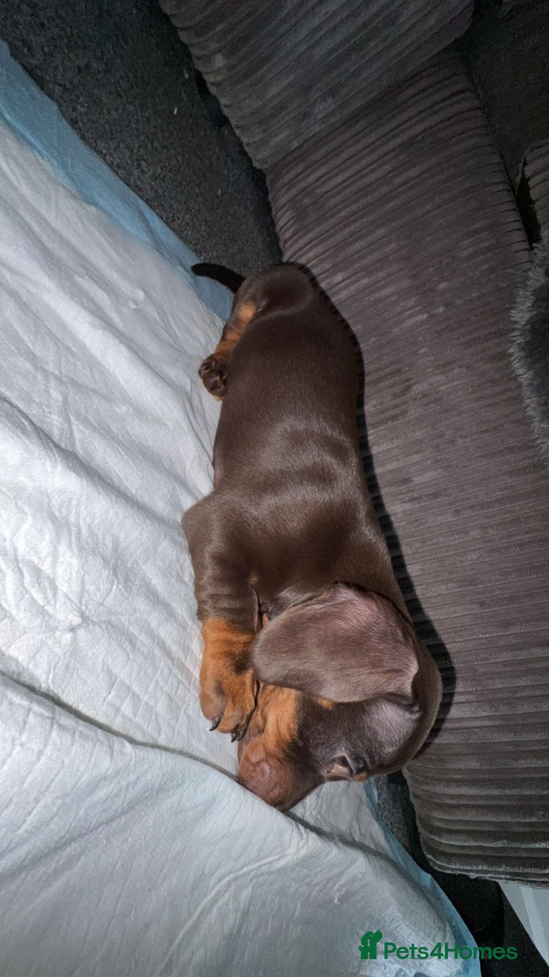 Dachshund dogs for sale: Dachshund for sale  - Image 1