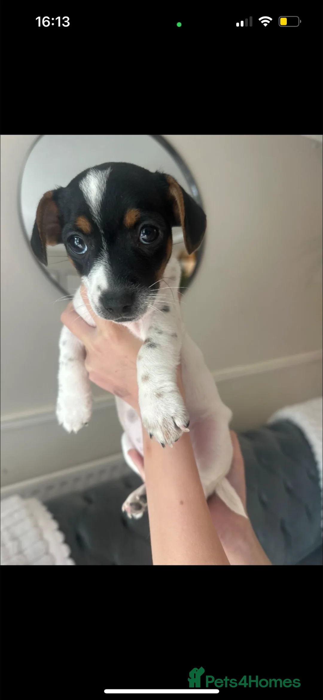 Jack Russell dogs for sale:  Beautiful Jack russels looking for loving home in Erith - Advert 16