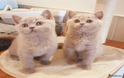 British Shorthair cats for sale: Top Quality British Shorthair kittens  - Image 7