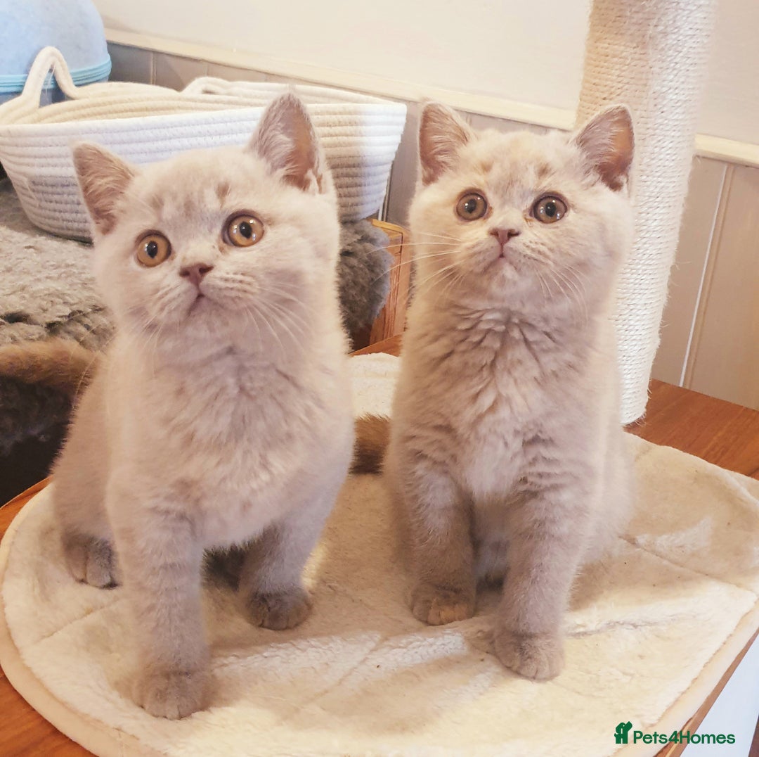 British Shorthair cats for sale: Top Quality British Shorthair kittens  - Image 7