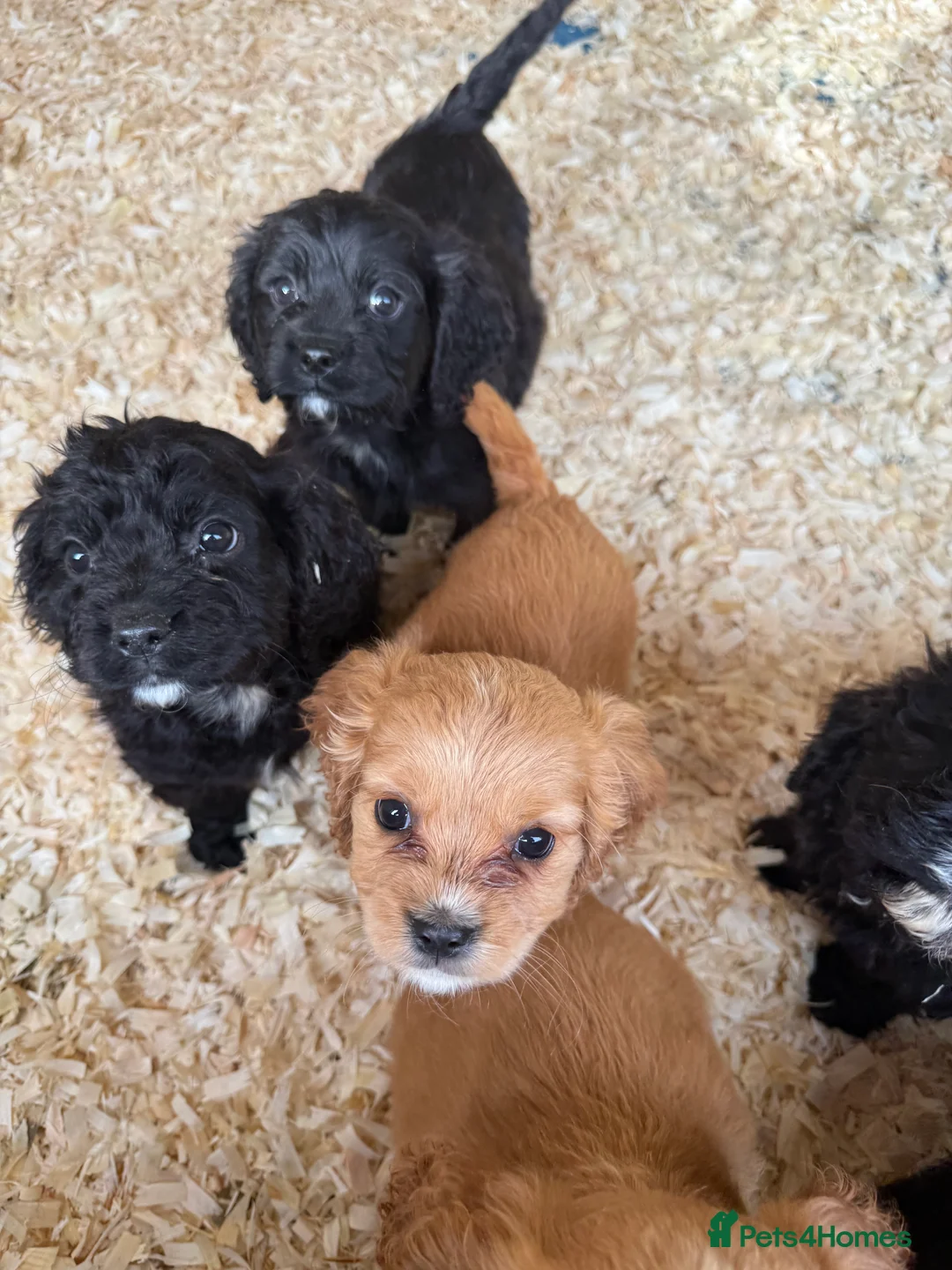 Mixed Breed dogs for sale: Lovely Cavapoos READY NOW apricot and black/white  - Advert 8