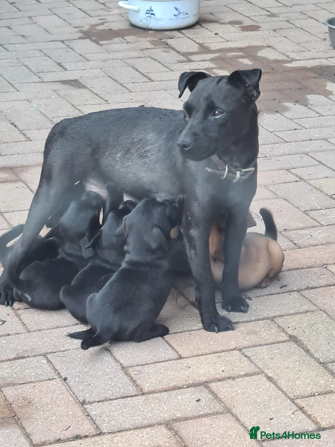 Mixed Breed dogs for sale: Patterdale x border terrier - Advert 1