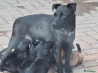 Mixed Breed dogs Patterdale x border terrier - Advert 1