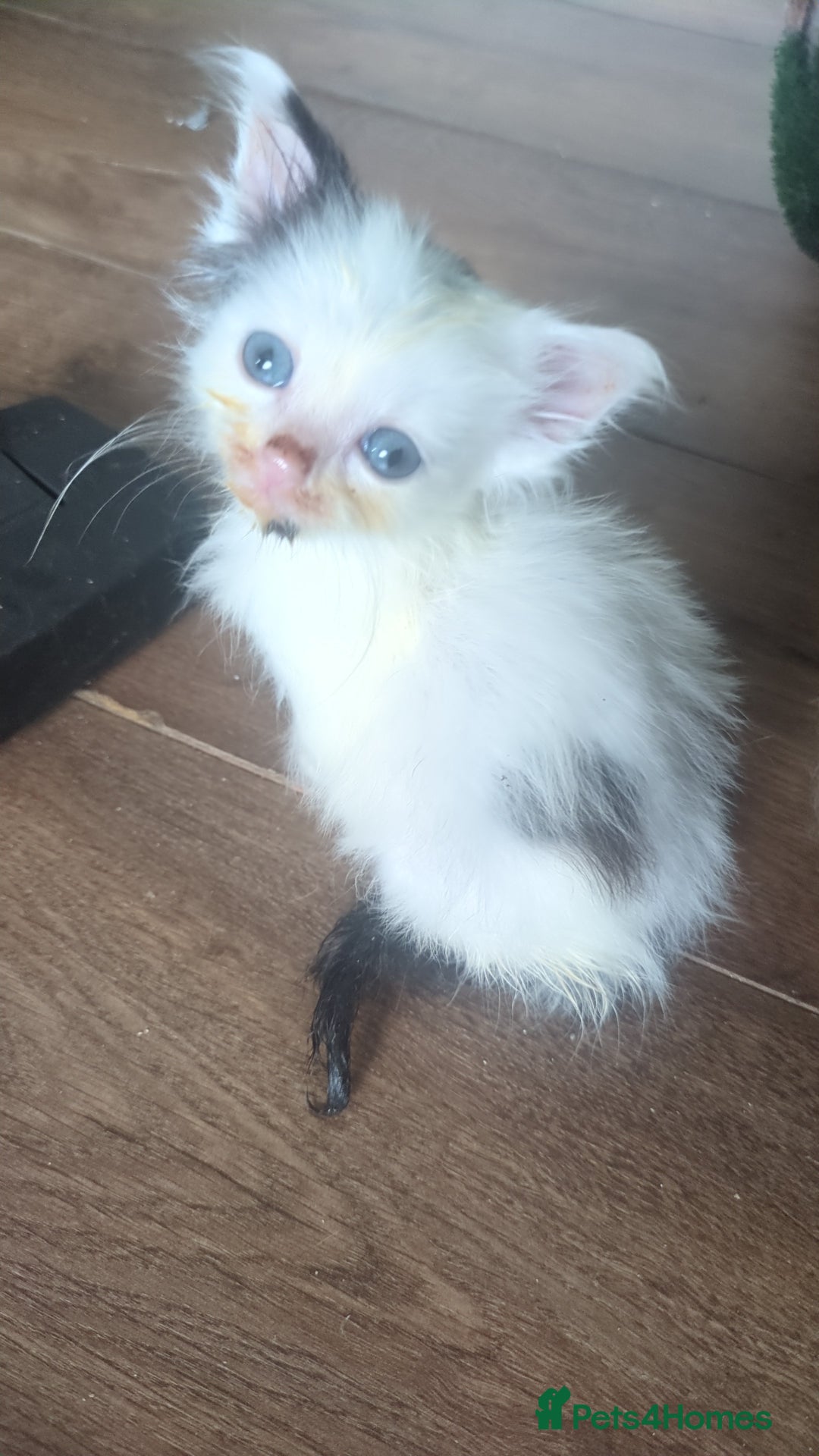 Mixed Breed cats for sale: Fluffy kitten - Image 6