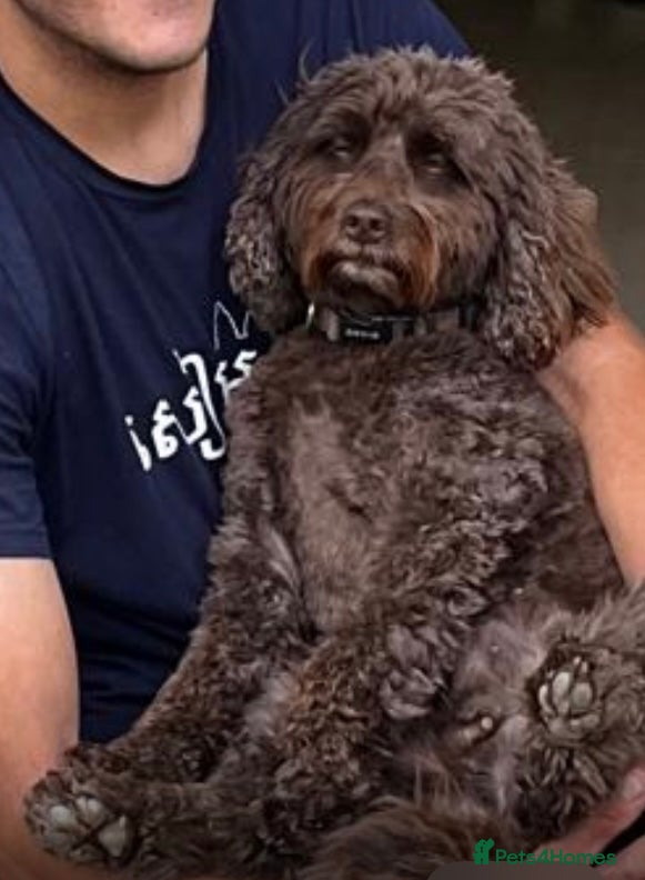 Mini Goldendoodle dogs Cotswold Miniature/Toy Goldendoodles, All Colours! - Advert 1