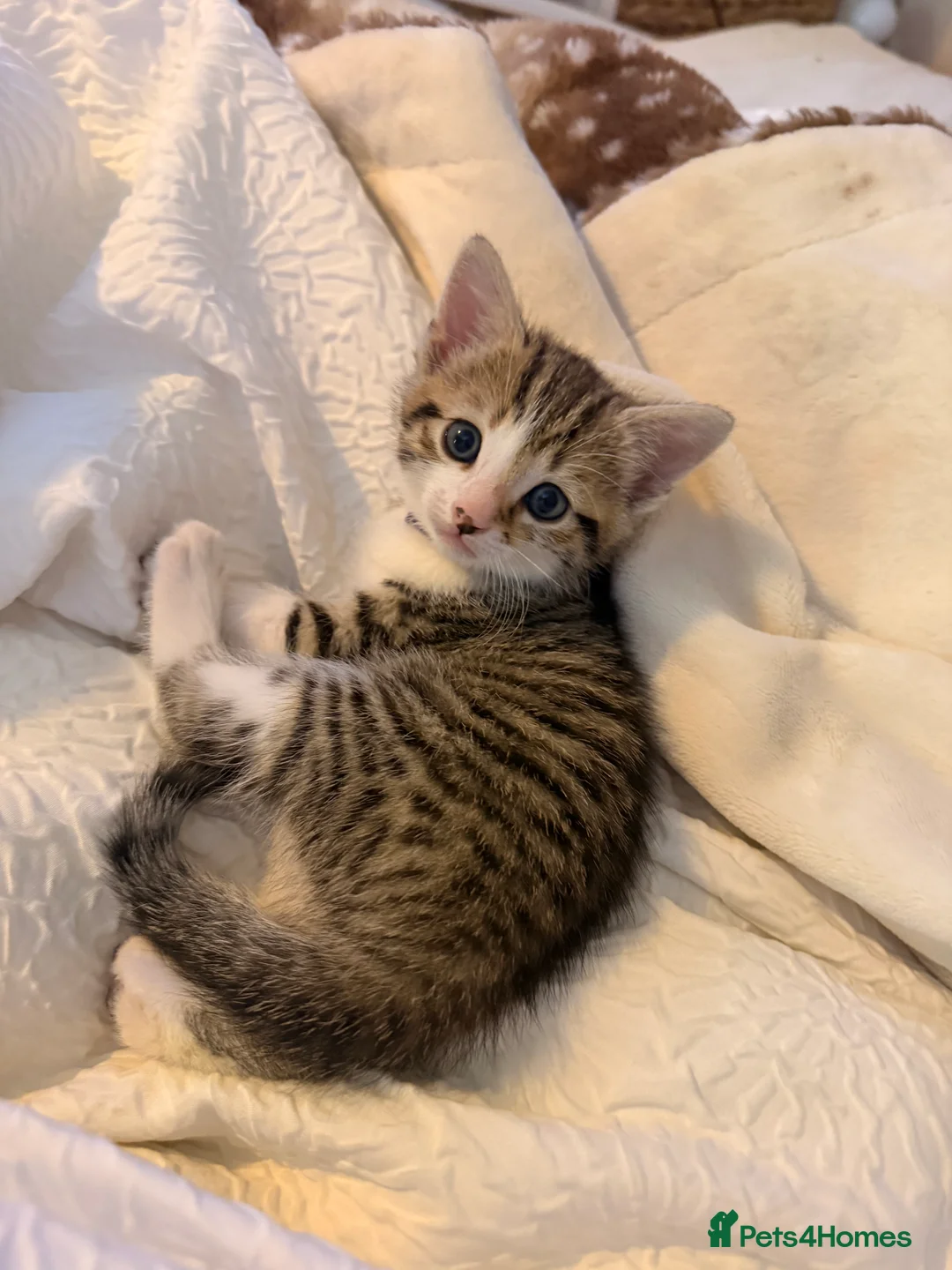 Mixed Breed cats for sale: Six gorgeous tabby kittens for sale! - Advert 2