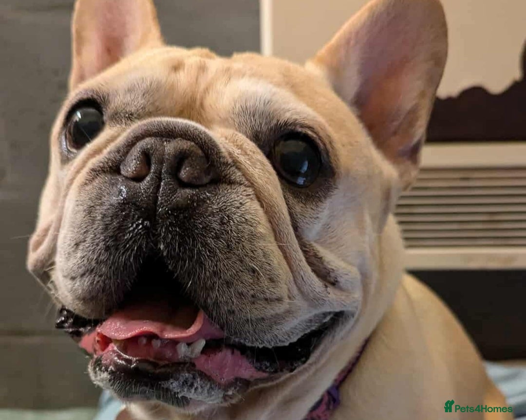 French Bulldog dogs for adoption: Sugar  - Image 2