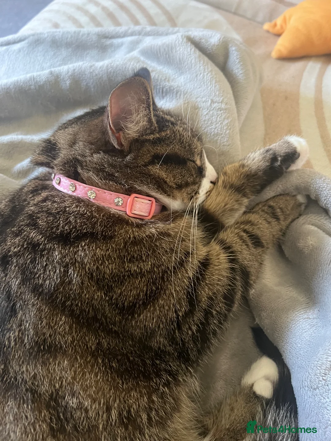 Mixed Breed cats for sale: cute size cat looking for new home - Advert 2