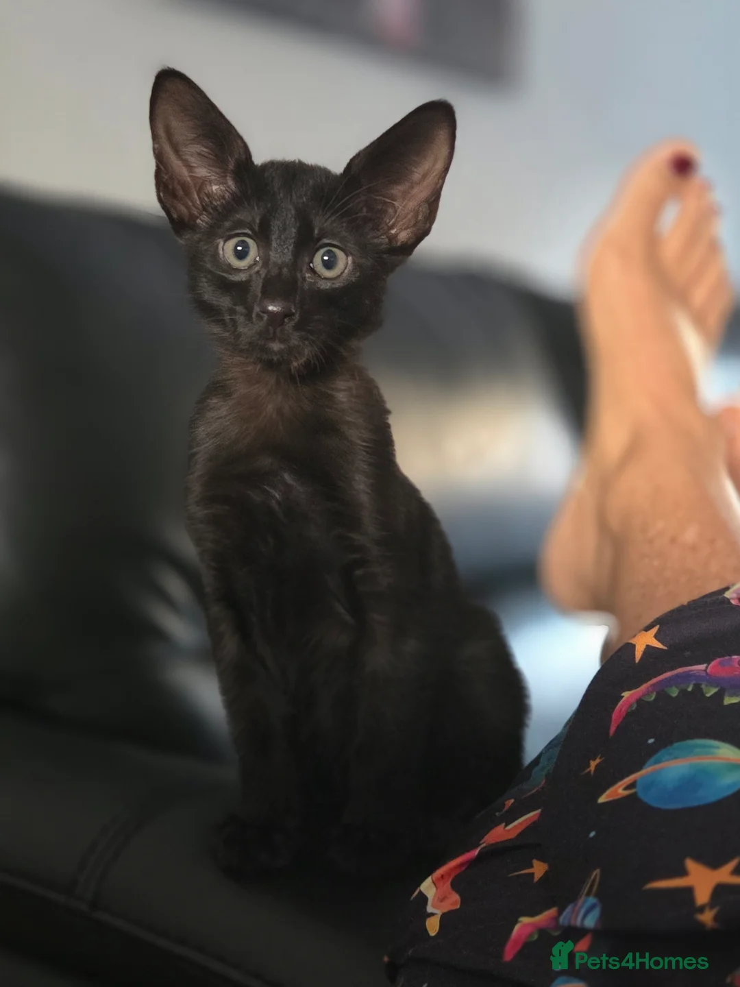 Siamese cats for sale: Siamese kitten - Advert 2