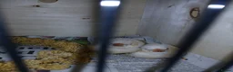 Finches birds for sale: 2 baby zebra finches - Advert 1