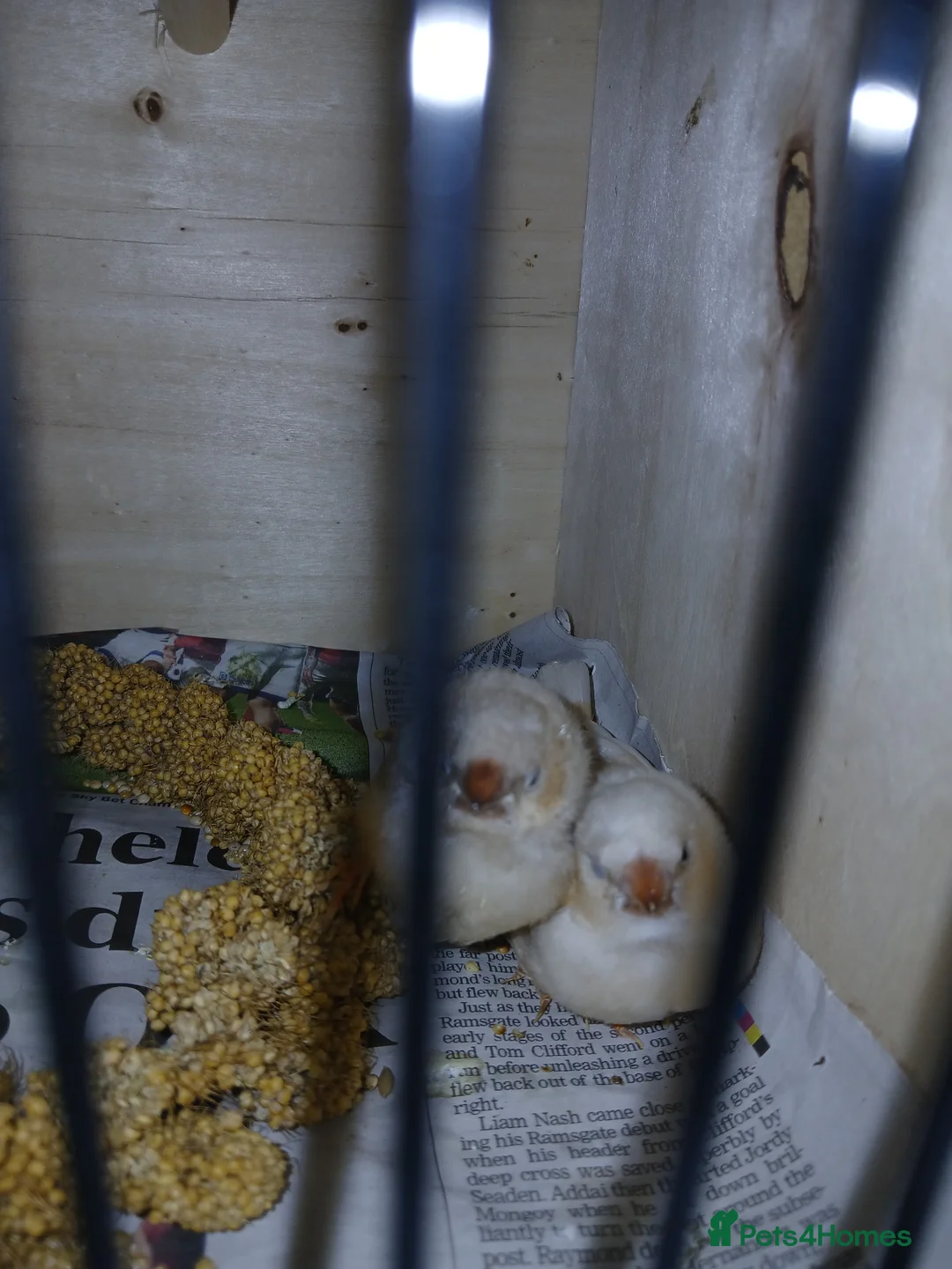 Finches birds for sale: 2 baby zebra finches - Advert 1