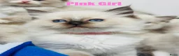 Ragdoll cats for sale: Purebred Ragdoll Kittens  - Advert 32