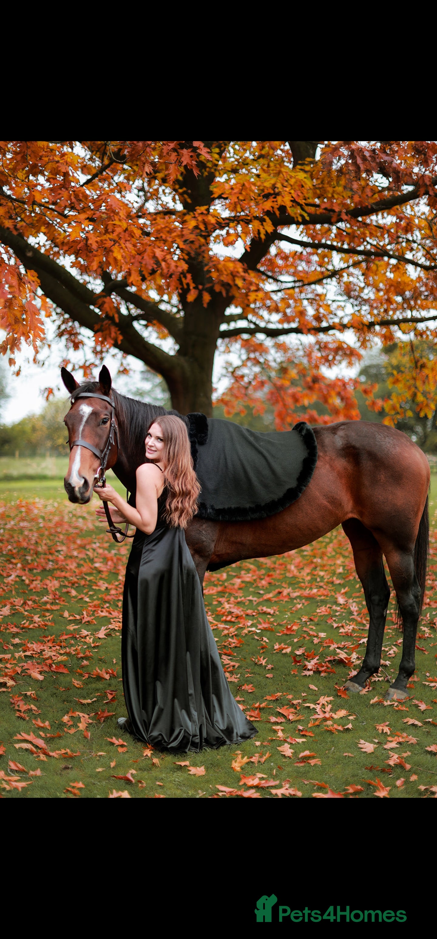 English Thoroughbred horses TB mare for sale, 16.2 hh, 7 years old - Advert 1