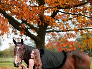 English Thoroughbred horses TB mare for sale, 16.2 hh, 7 years old - Advert 1